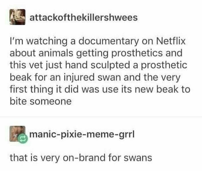 bird memes, birdwatcher memes, birb memes, bird jokes, avian humor, feathered memes, ornithological humor, bird-themed jokes
