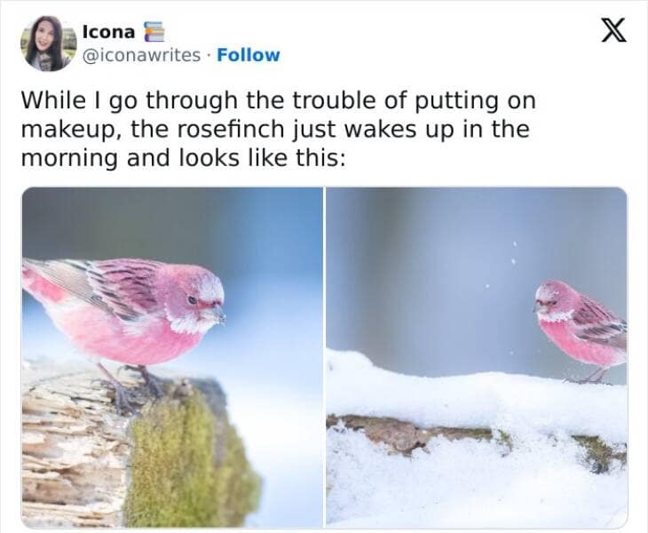 bird memes, birdwatcher memes, birb memes, bird jokes, avian humor, feathered memes, ornithological humor, bird-themed jokes