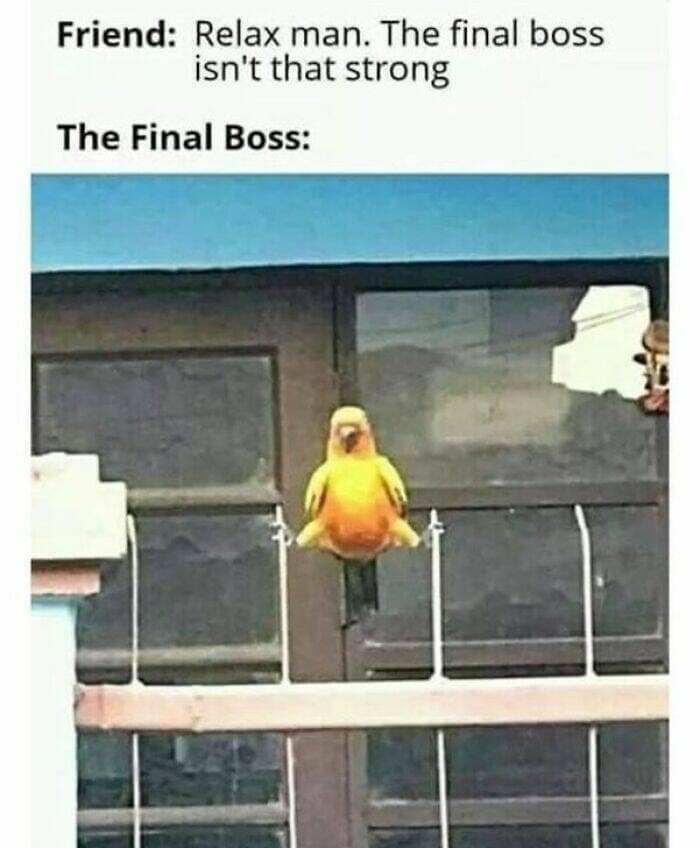 bird memes, birdwatcher memes, birb memes, bird jokes, avian humor, feathered memes, ornithological humor, bird-themed jokes