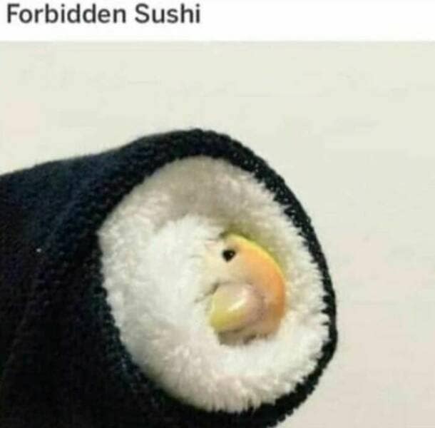 bird memes, birdwatcher memes, birb memes, bird jokes, avian humor, feathered memes, ornithological humor, bird-themed jokes