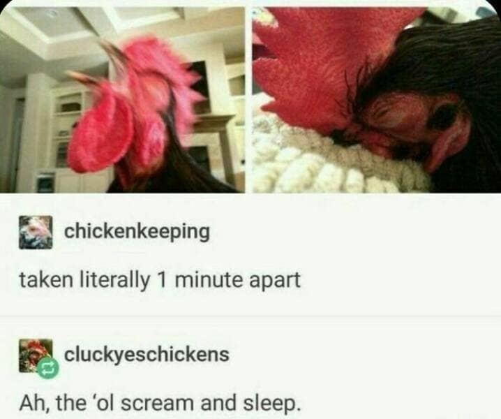 bird memes, birdwatcher memes, birb memes, bird jokes, avian humor, feathered memes, ornithological humor, bird-themed jokes