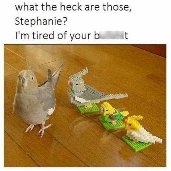 bird memes, birdwatcher memes, birb memes, bird jokes, avian humor, feathered memes, ornithological humor, bird-themed jokes
