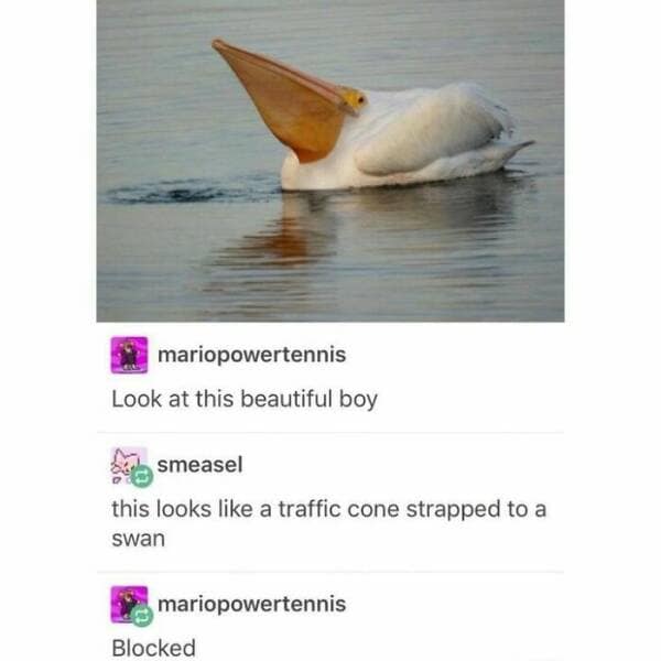 bird memes, birdwatcher memes, birb memes, bird jokes, avian humor, feathered memes, ornithological humor, bird-themed jokes