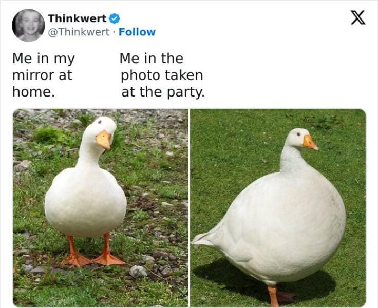 bird memes, birdwatcher memes, birb memes, bird jokes, avian humor, feathered memes, ornithological humor, bird-themed jokes