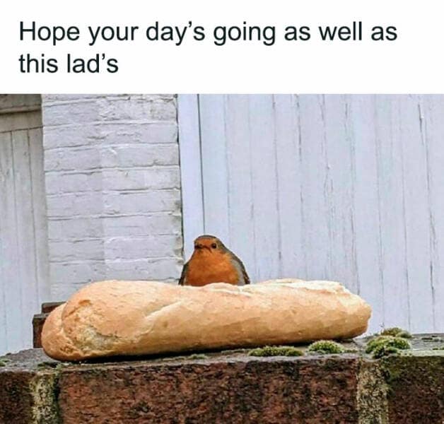 bird memes, birdwatcher memes, birb memes, bird jokes, avian humor, feathered memes, ornithological humor, bird-themed jokes