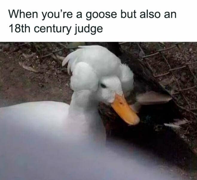 bird memes, birdwatcher memes, birb memes, bird jokes, avian humor, feathered memes, ornithological humor, bird-themed jokes