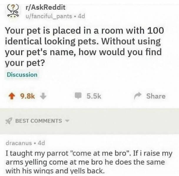 bird memes, birdwatcher memes, birb memes, bird jokes, avian humor, feathered memes, ornithological humor, bird-themed jokes