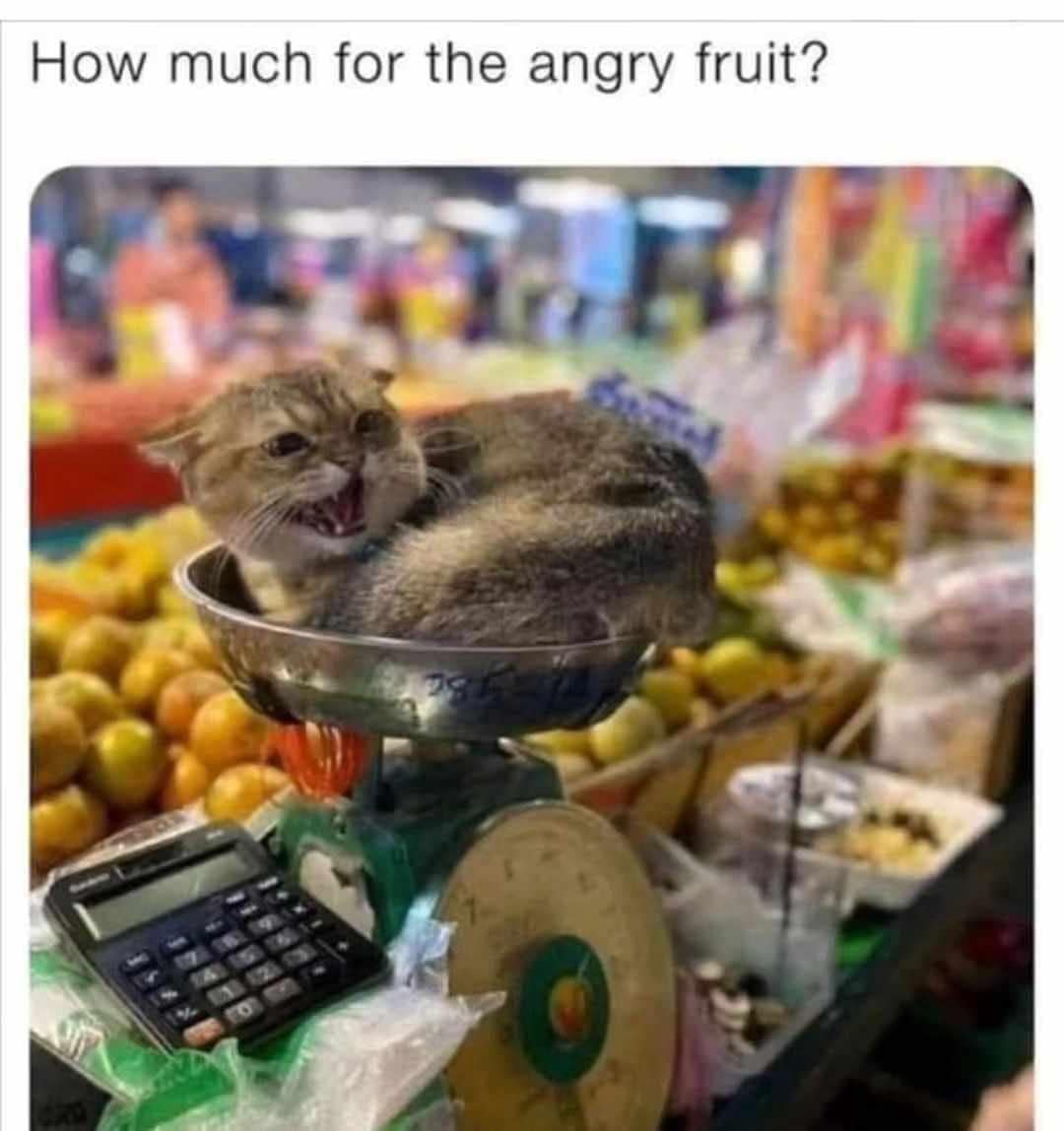 classic memes, vintage memes