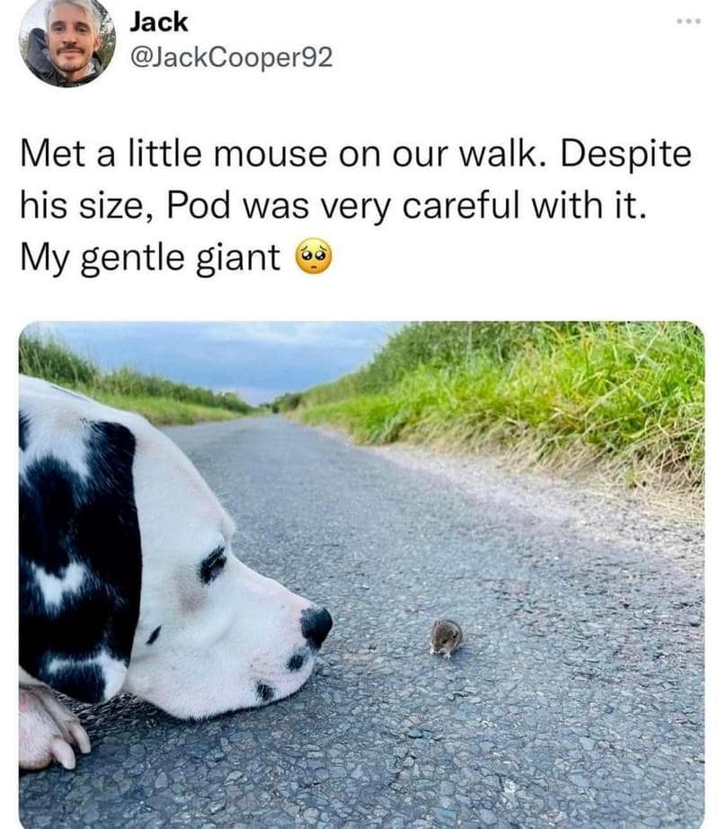 classic memes, vintage memes