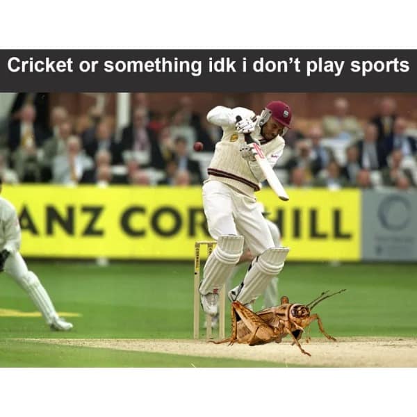 cricket memes, funny cricket jokes, cricket humor, sports memes, bat-and-ball comedy, wicket wit, cricketing hilarity