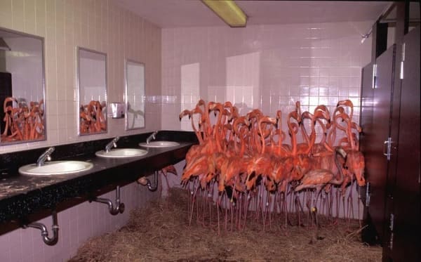 Cursed Images flamingos in a bathroom