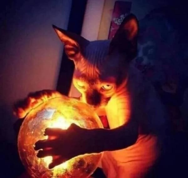 Cursed Images cat with crystal ball