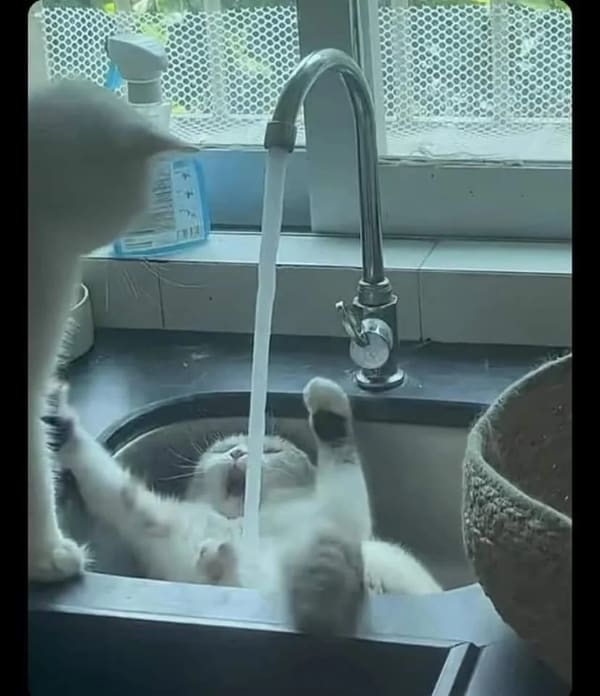 Cursed Images cat under sink tap