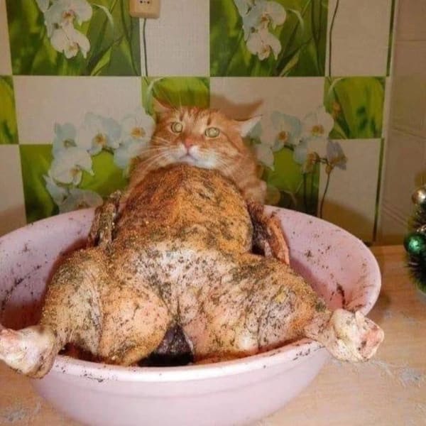 Cursed Images cat with chicken legs