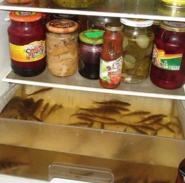 Cursed Images fish in fridge drawer