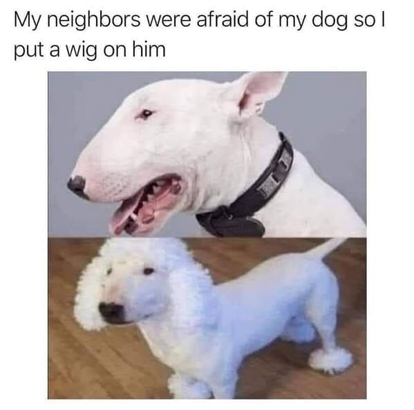 Derpy animals My neighbors were afraid of my dog so l put a wig on him