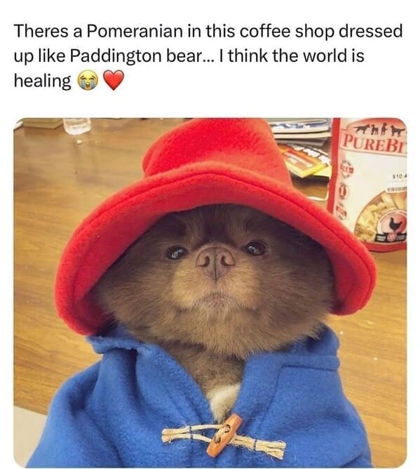 Derpy animals Theres a Pomeranian in this coffee shop dressed up like Paddington bear... I think the world is healing