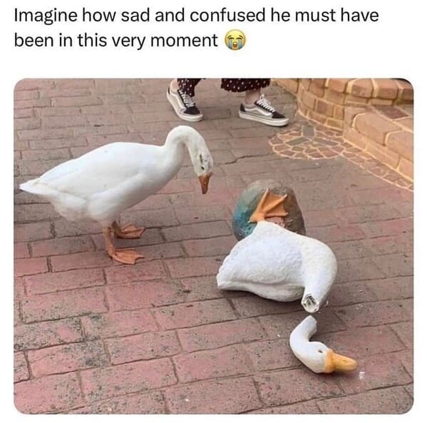 Derpy animals Imagine how sad and confused he must have been in this very moment