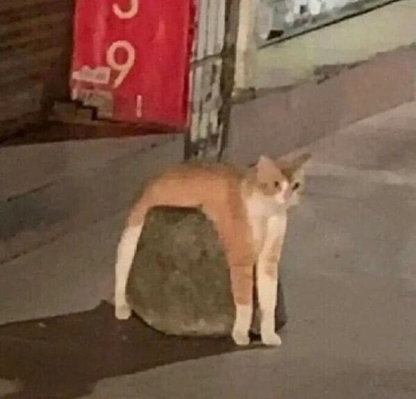 Derpy animals cat on rock