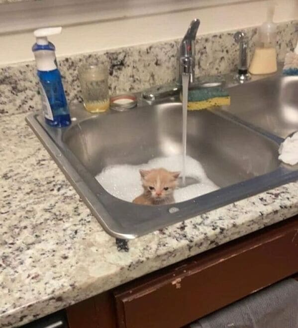 Derpy animals kitten in sink