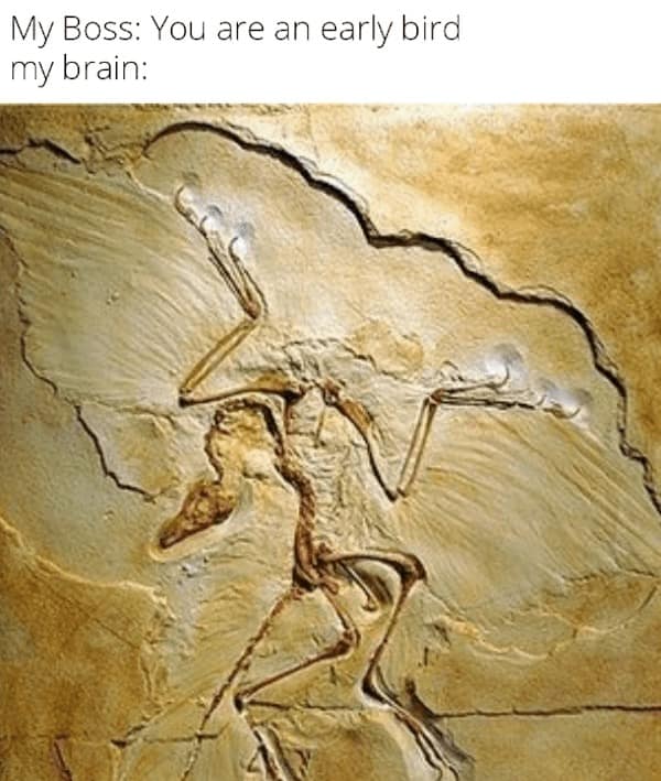 dinosaur memes, dinosaur jokes, dino memes, dinosaur comedy, ancient memes, Jurassic jests