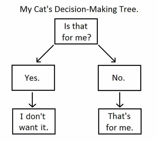 Funny Charts My Cat's Decision-Making Tree. Is that for me? Yes. No. I don't want it. That's for me.