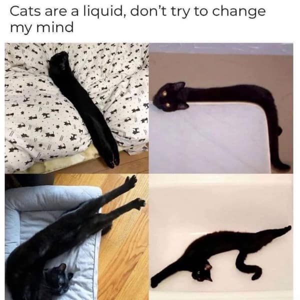 my mind Cats are a liquid, don't try to change