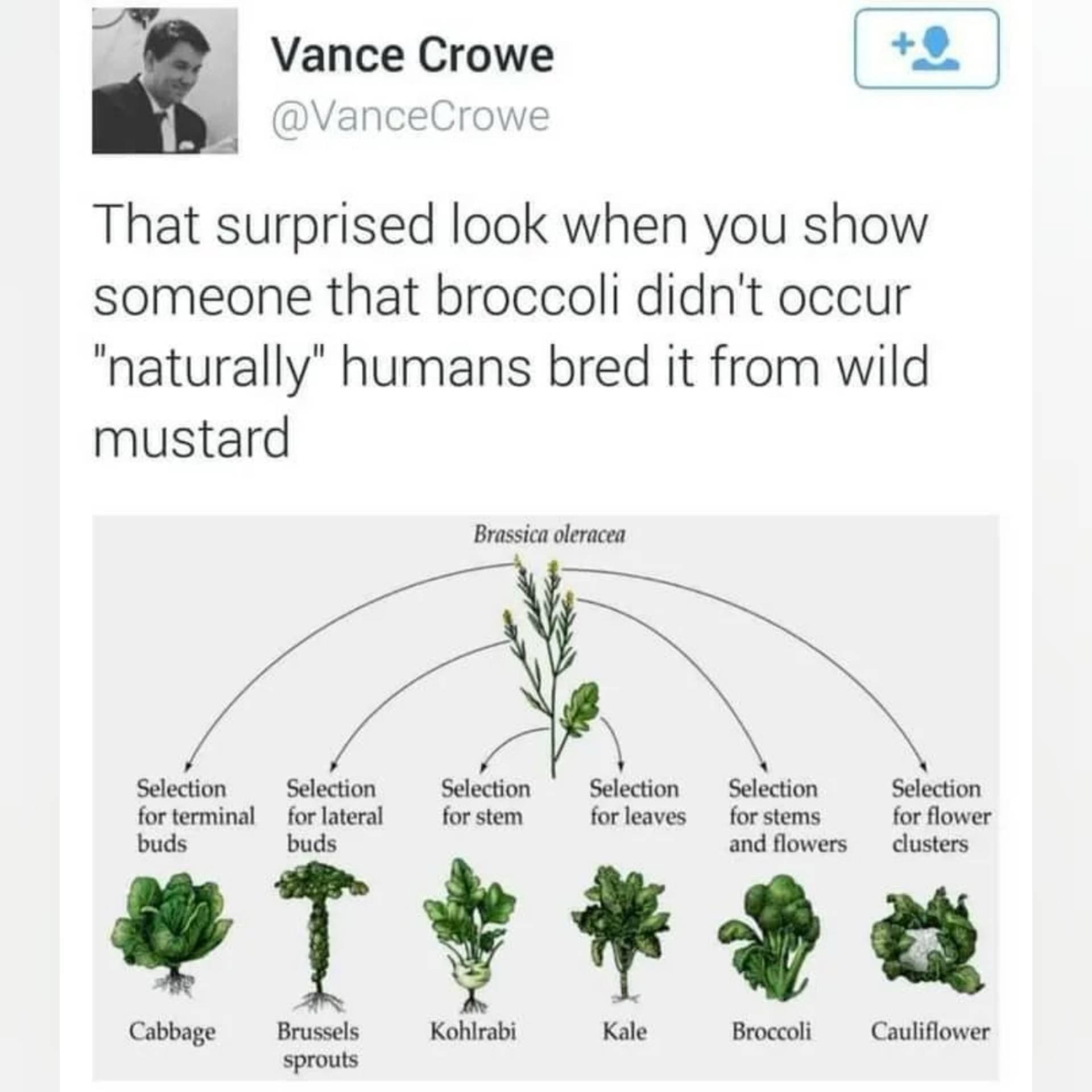 funny memes That surprised look when you show someone that broccoli didn't occur "naturally" humans bred it from wild mustard