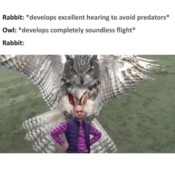 Rabbit: *develops excellent hearing to avoid predators* Owl: *develops completely soundless flight* Rabbit: