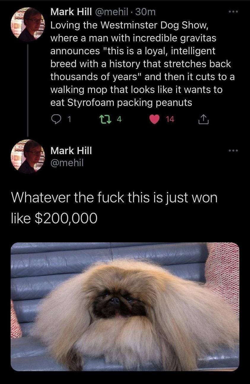 funny memes Loving the Westminster Dog Show, where a man with incredible gravitas announces "this is a loyal, intelligent breed with a history that stretches back thousands of years" and then it cuts to a walking mop that looks like it wants to eat Styrofoam packing peanuts