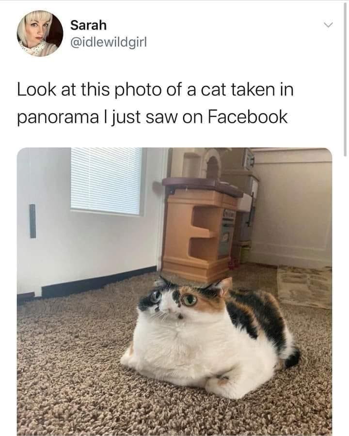 funny memes Look at this photo of a cat taken in panorama I just saw on Facebook