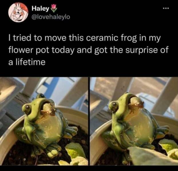 funny pics I tried to move this ceramic frog in my flower pot today and got the surprise of a lifetime