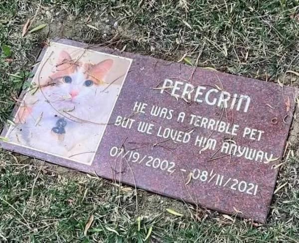 PEREGRIN HE WAS A TERRIBLE PET BÚT WE LOVED HIM ANYWAY