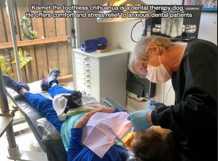 Kismet the toothless chihuahua is a dental therapy dog. He offers comfort and stress relief to anxious dental patients