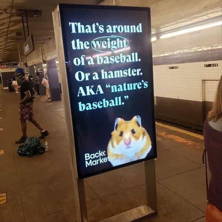 funny signs That's around the weight of a baseball. Or a hamster. AKA "nature's baseball."