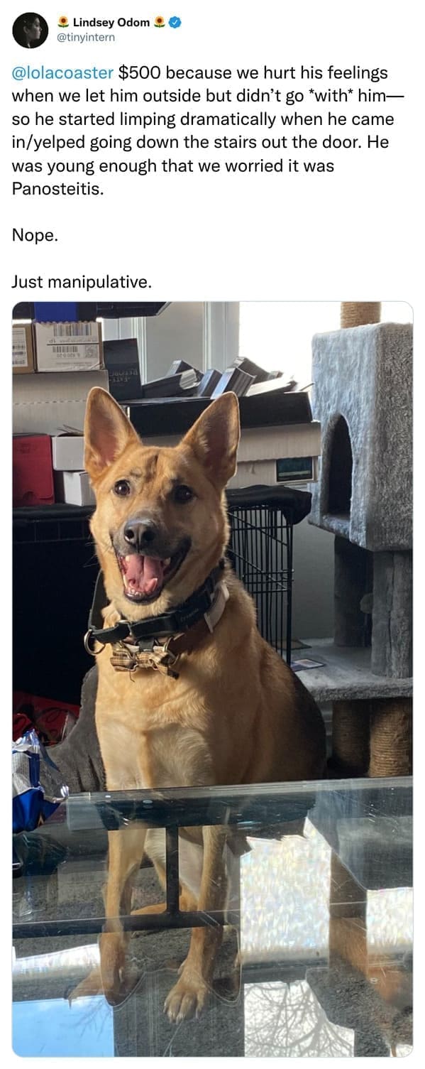 $500 because we hurt his feelings when we let him outside but didn't go *with* him— so he started limping dramatically when he came in/yelped going down the stairs out the door. He was young enough that we worried it was Panosteitis. Nope. Just manipulative.