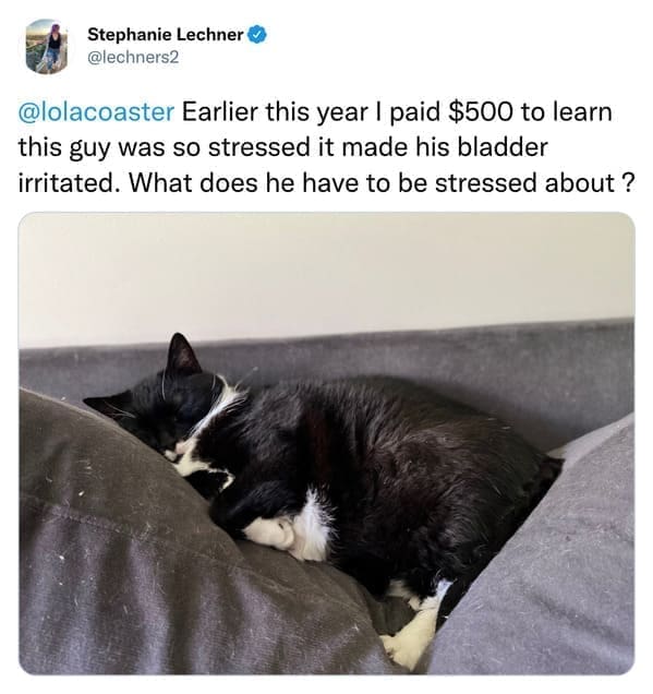 Earlier this year I paid $500 to learn this guy was so stressed it made his bladder irritated. What does he have to be stressed about ?