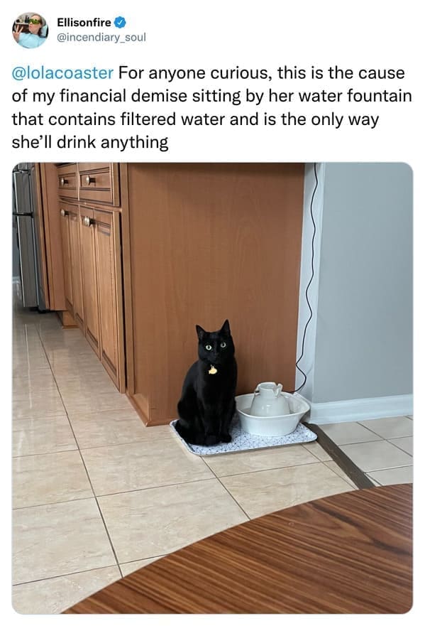 For anyone curious, this is the cause of my financial demise sitting by her water fountain that contains filtered water and is the only way she'll drink anything