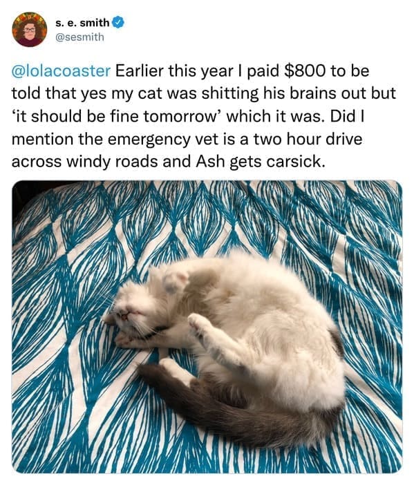 Earlier this year I paid $800 to be told that yes my cat was shitting his brains out but 'it should be fine tomorrow' which it was. Did I mention the emergency vet is a two hour drive across windy roads and Ash gets carsick.