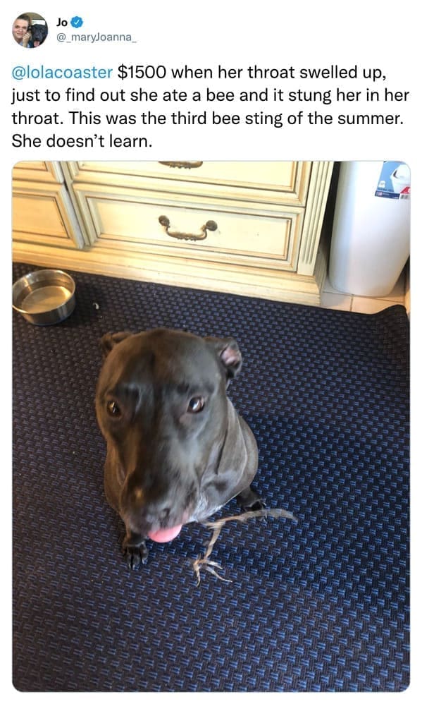 $1500 when her throat swelled up, just to find out she ate a bee and it stung her in her throat. This was the third bee sting of the summer. She doesn't learn.