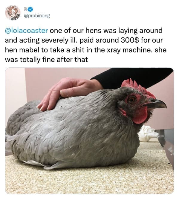 one of our hens was laying around and acting severely ill. paid around 300$ for our hen mabel to take a sh in the ray machine. she was totally fine after that