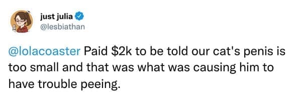 Paid $2k to be told our cat's penis is too small and that was what was causing him to have trouble peeing.