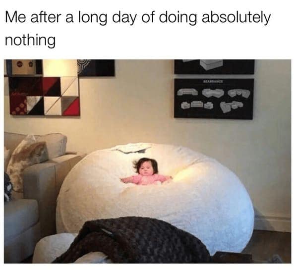 pet humor, wildlife memes Synonyms: creature comedy, furry funnies, zoological humor