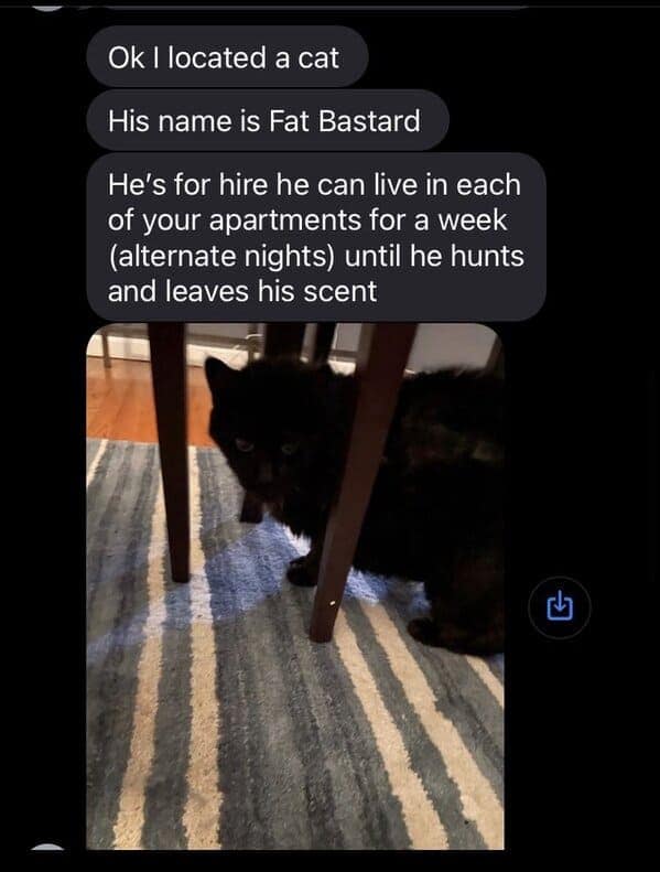 landlord hires a cat, landlord hires a cat to deal with a mouse problem, funny text exchange, unconventional pest control, humorous landlord tenant interaction, comedic landlord communication, rodent problem resolution, feline pest management