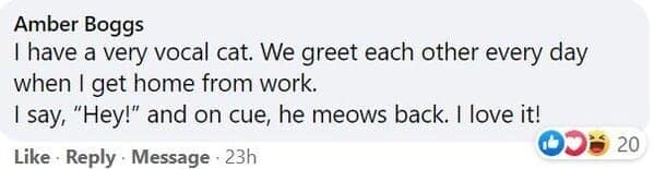 pet memes, animal memes, funny pet stories, talking to pets humor, absurd pet conversations, pet humor, furry friend jokes