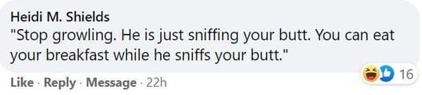 pet memes, animal memes, funny pet stories, talking to pets humor, absurd pet conversations, pet humor, furry friend jokes