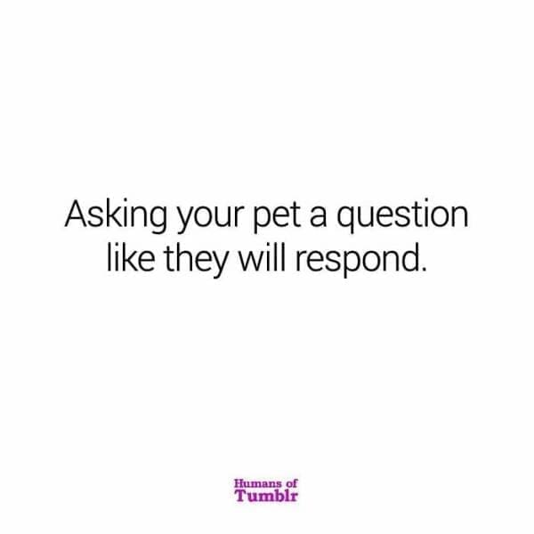 Asking your pet a question like they will respond.