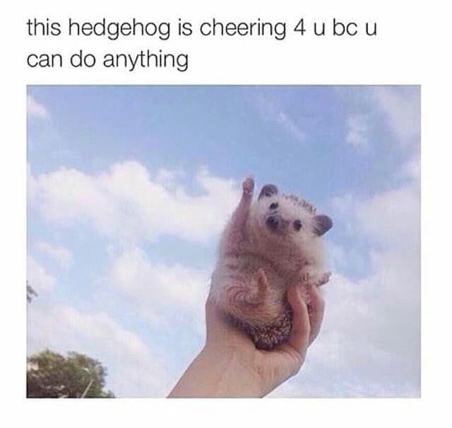 Self Care Memes this hedgehog is cheering 4 u bc u can do anything