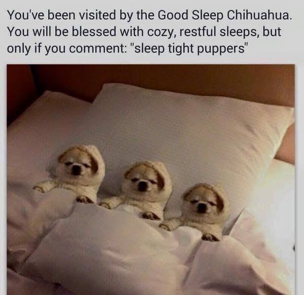 Sleep memes You've been visited by the Good Sleep Chihuahua. You will be blessed with cozy, restful sleeps, but only if you comment: "sleep tight puppers"