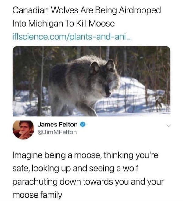 State memes Imagine being a moose, thinking you're safe, looking up and seeing a wolf parachuting down towards you and your moose family